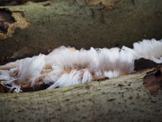 Haareis auf einem Totholz im Holzlager