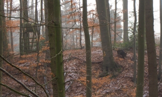 Wildschwein im Wald beim Fotografieren im Ruhelager überrascht