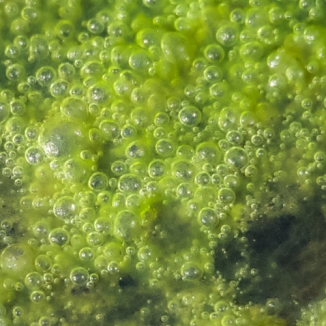 green bubbles - Algen Blasen
