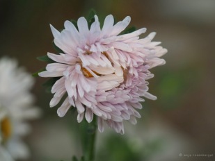 Blütentraum in zartem Pastell