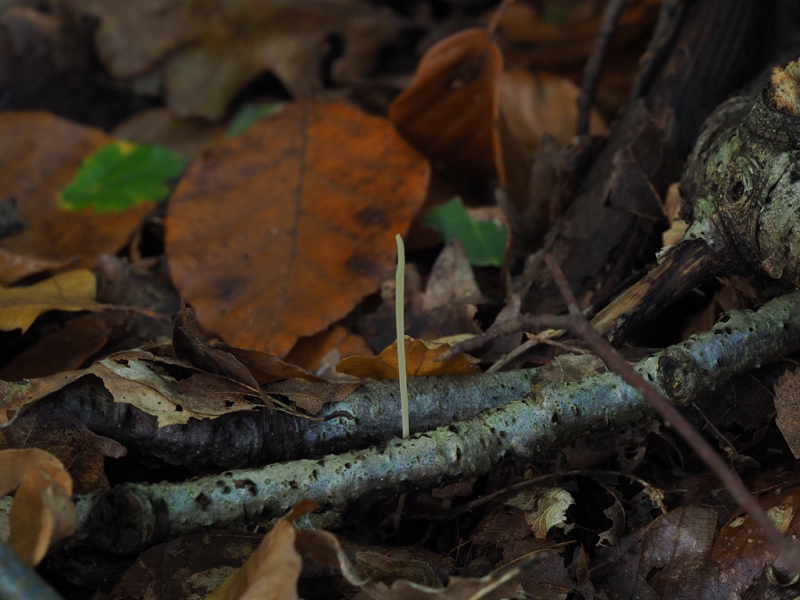 Binsenkeule (Macrotyphula filiformis) am herbstlichen Waldboden