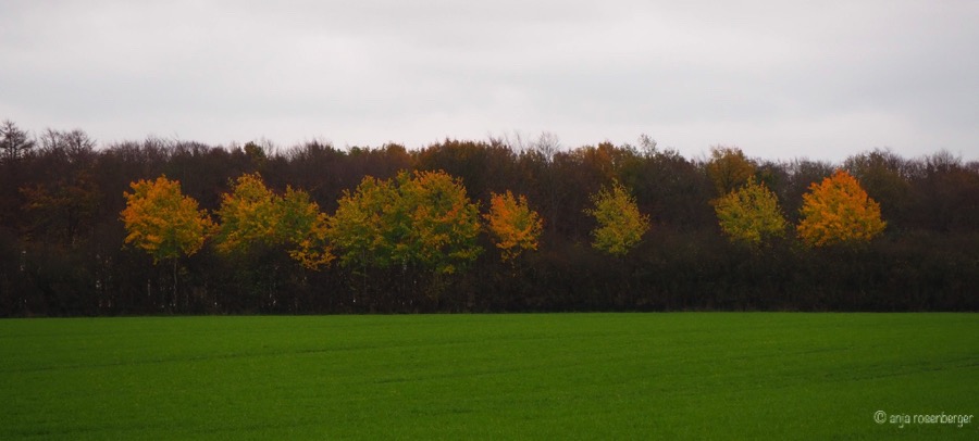 Herbstfärbung im Knick zwischen den Ackern