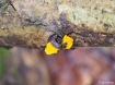 Goldgelber Zitterling (Tremella mesenterica) kommt aus Astloch