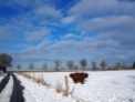 2 Gallowayrinder auf schneebedecktem Feld