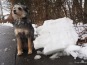 Hund neben Schneeklumpen
