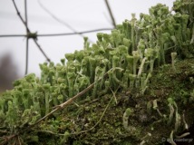 Cladonia fimbriata Trompetenflechte