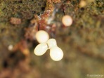 Comatricha nigra - Wollkugelschleimpilz Myxomyceten Schleimpilz