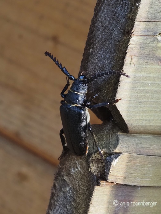 Sägebock Käfer - Prionus coriarius