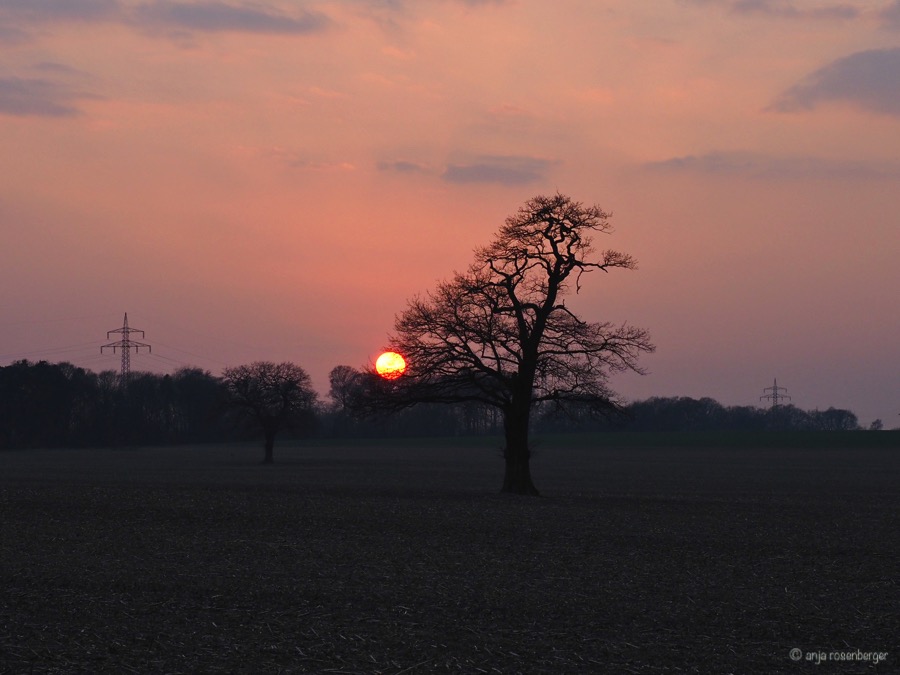 Rote Sonne hinter Baum auf einem Feld