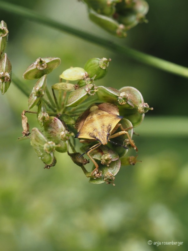 Baumwanze: Nördliche Fruchtwanze - Carpocoris fuscispinus