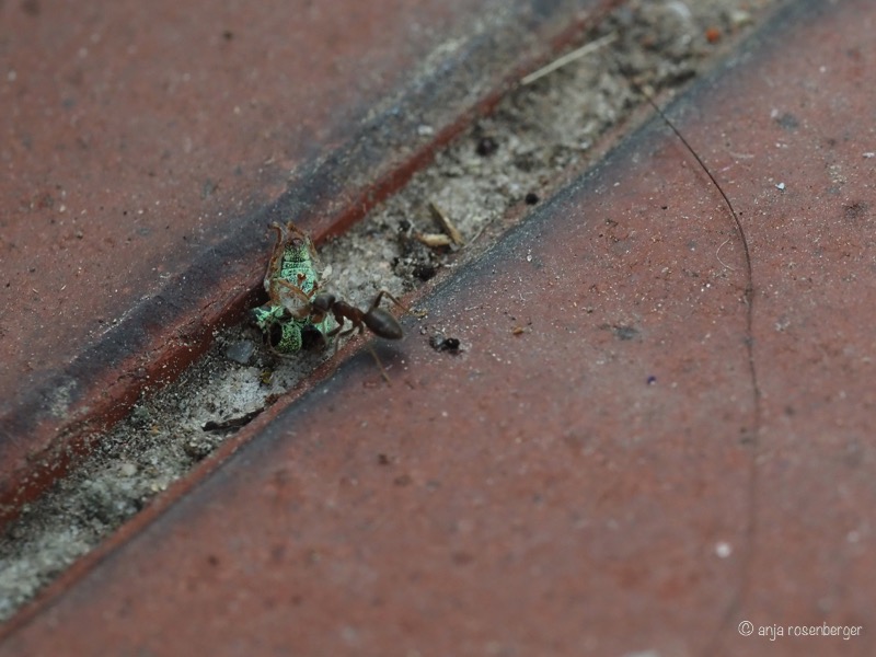 Ameise schleppt Käfer über Steine