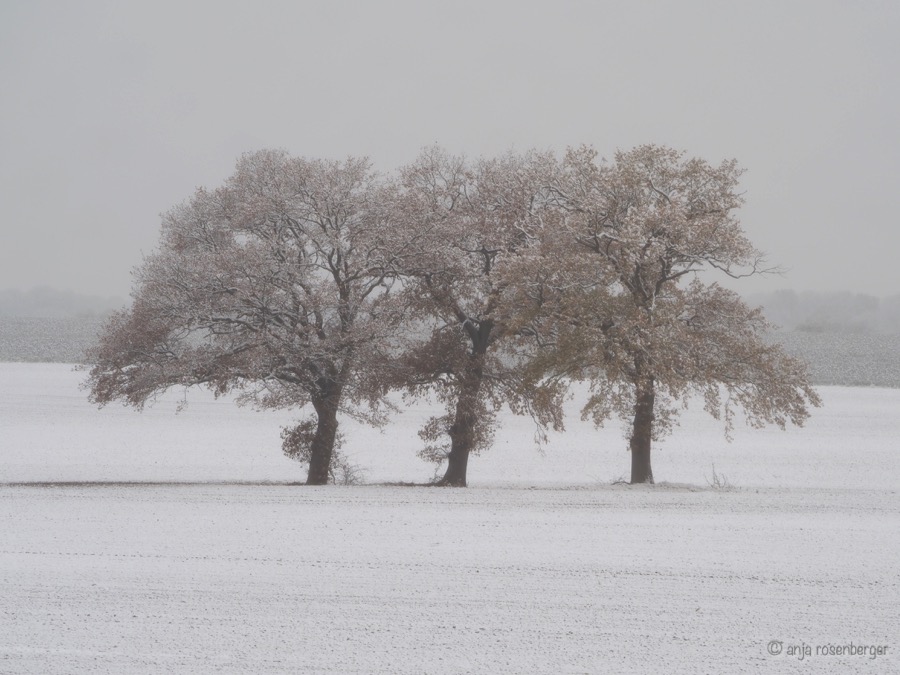 Drei Bäume nebeneinander auf Acker im Schnee